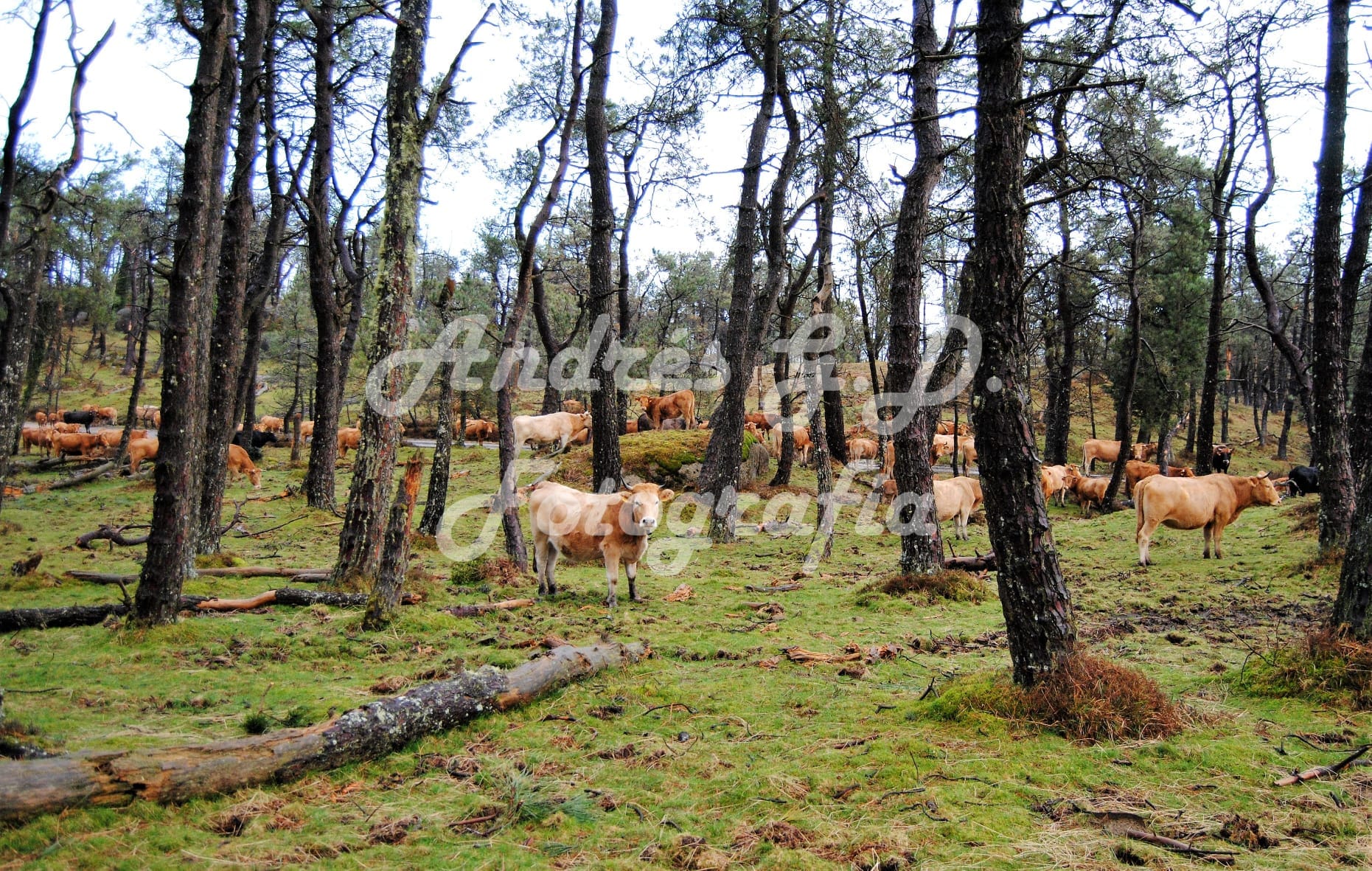 Paisaxe na Fraga Vella