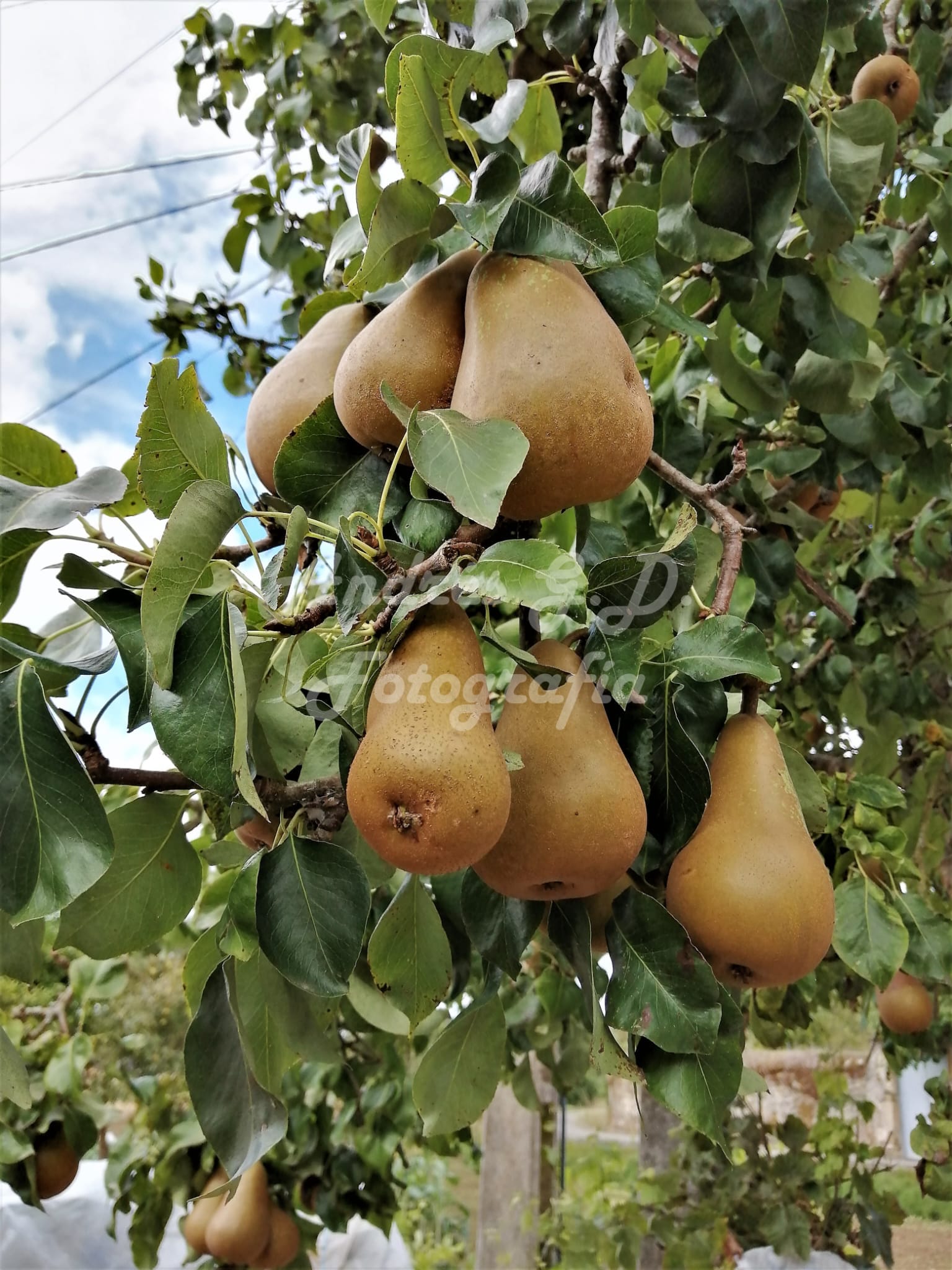 Froitas en Pontepousada