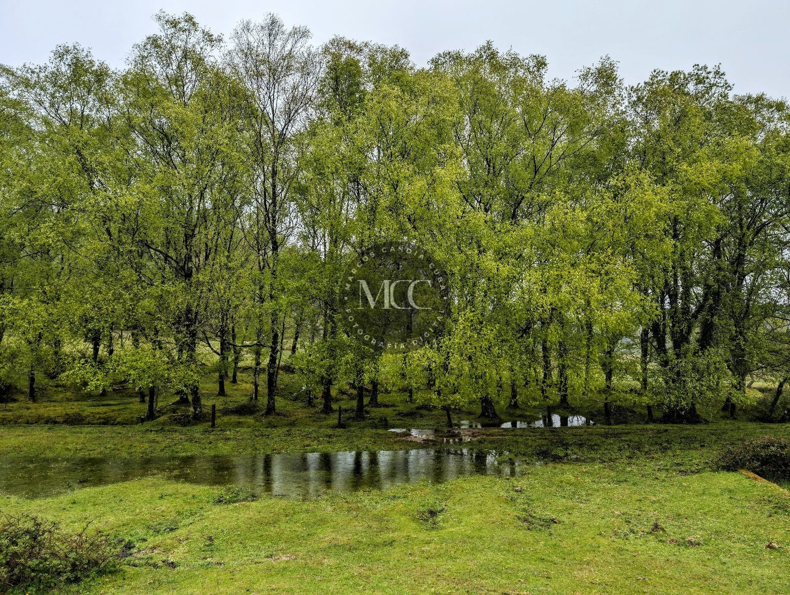 Natureza en estado puro