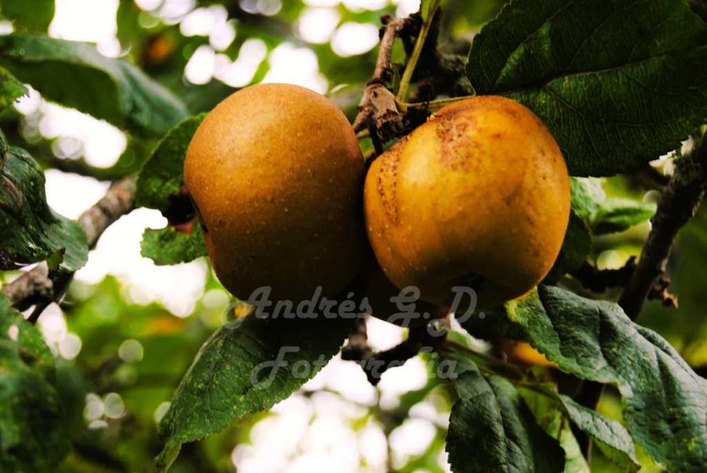 Mazapera en Pontepousada