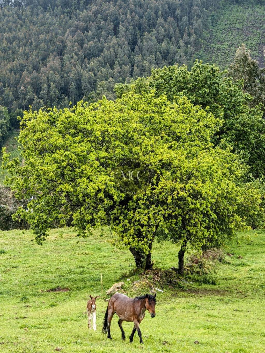 Fauna e flora, conxunción&nbsp;natural
