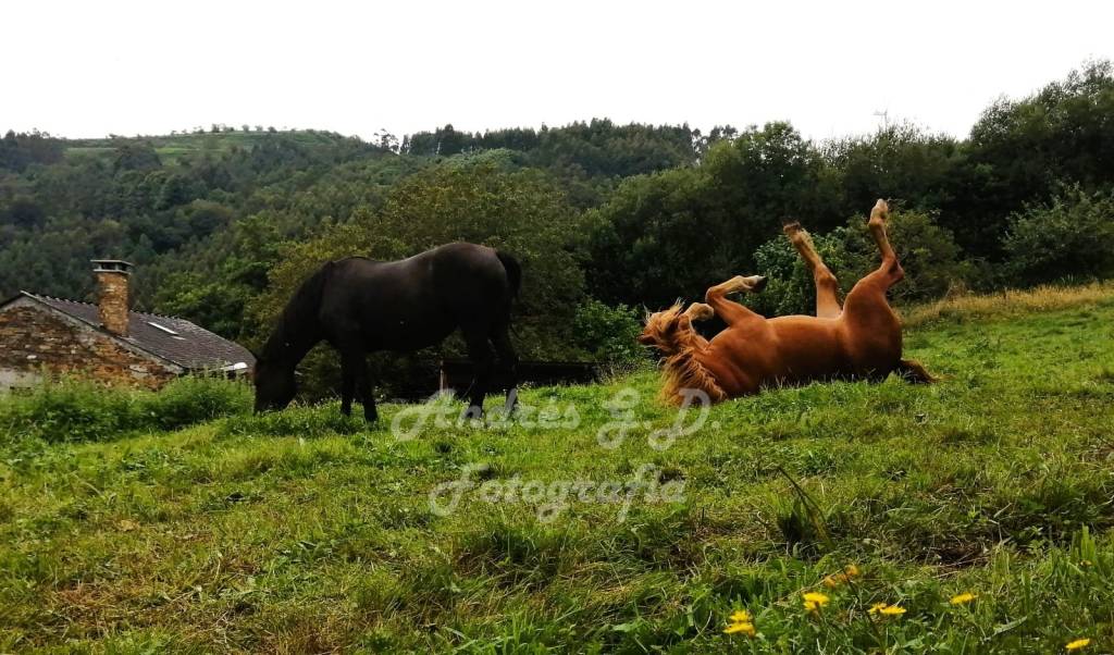 Cabalos desfrutando
