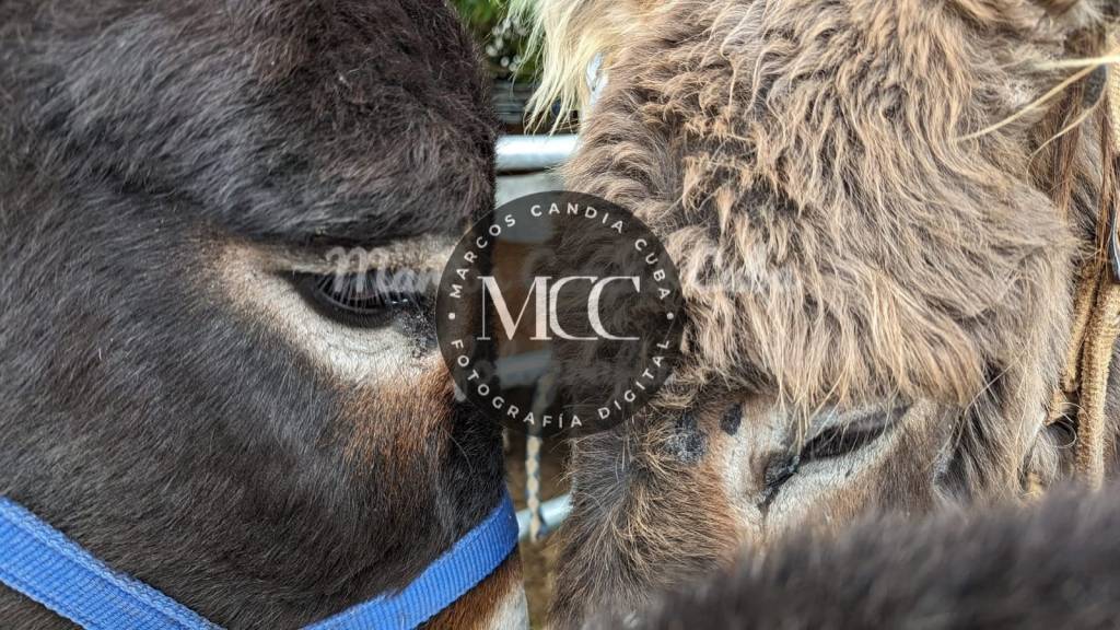 Especial San Lucas’24. Os cabalos na&nbsp;feira