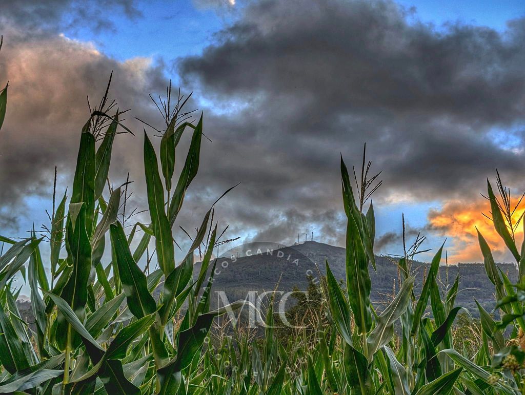 Padornelo entre o&nbsp;millo