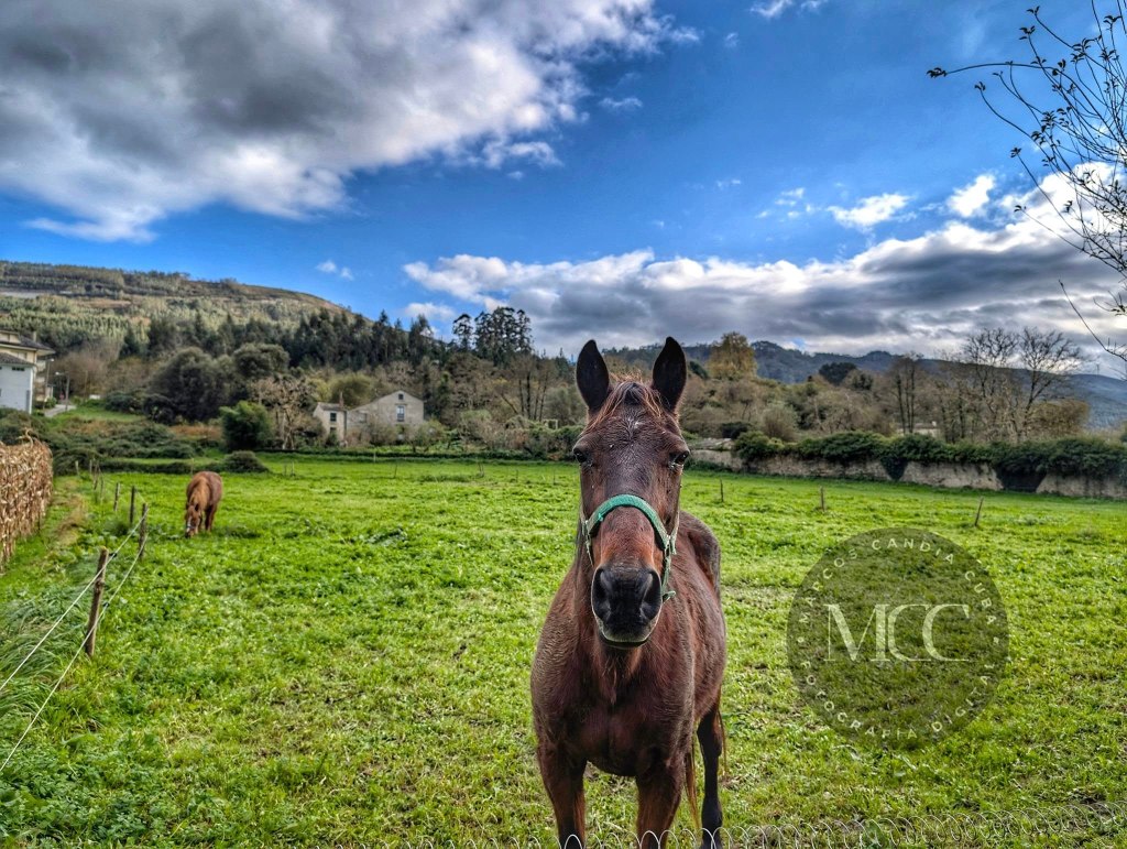 Saudando o camiñante